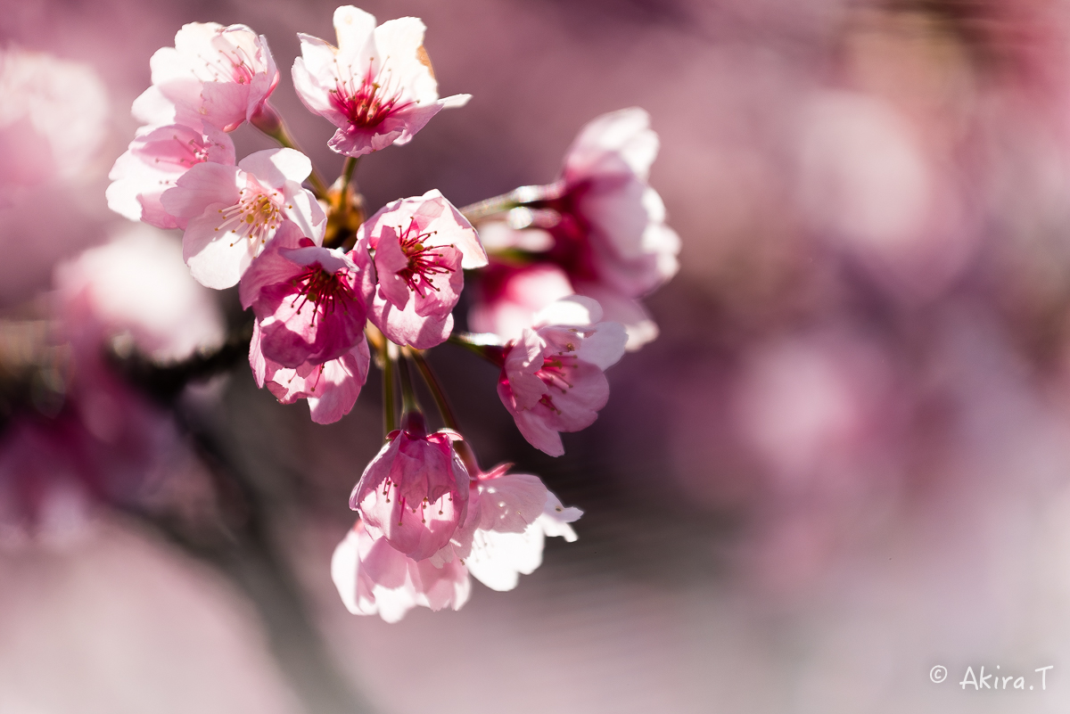 京都の桜 2015　〜渉成園〜_f0152550_1211394.jpg