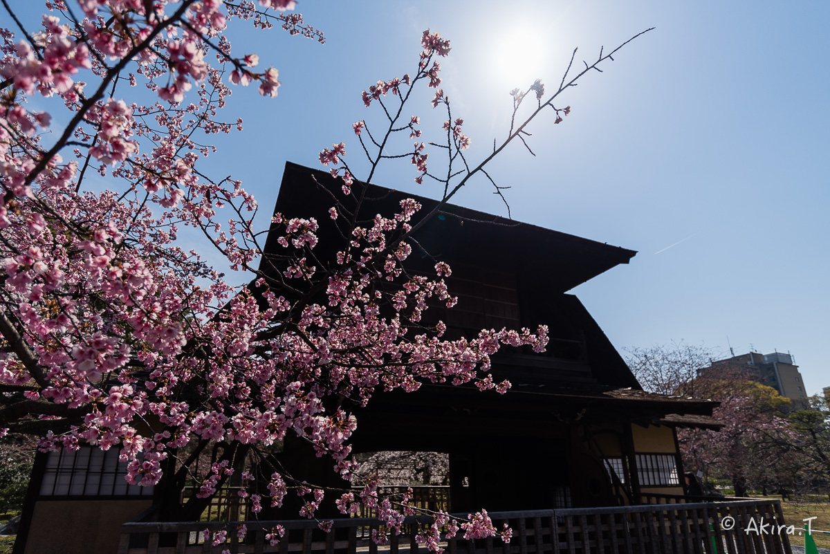 京都の桜 2015　〜渉成園〜_f0152550_12114277.jpg