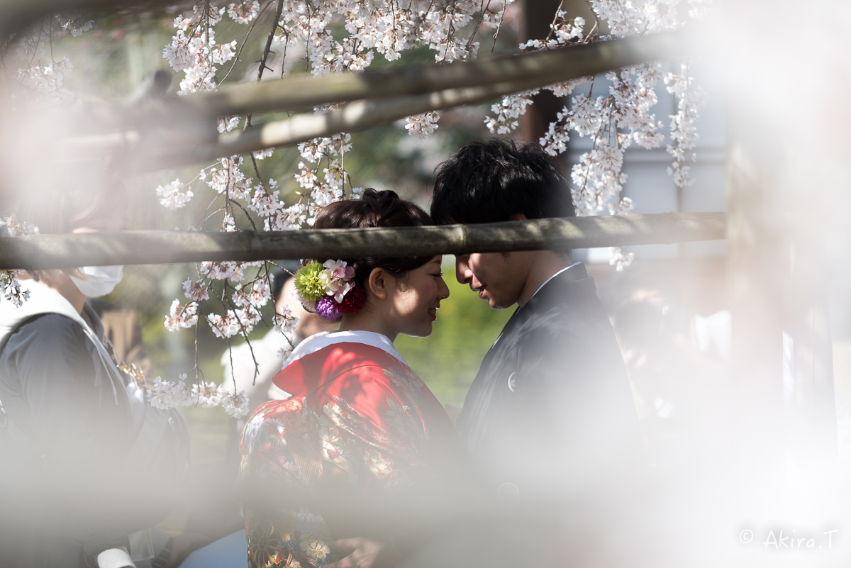 京都の桜 2015　〜渉成園〜_f0152550_1211597.jpg