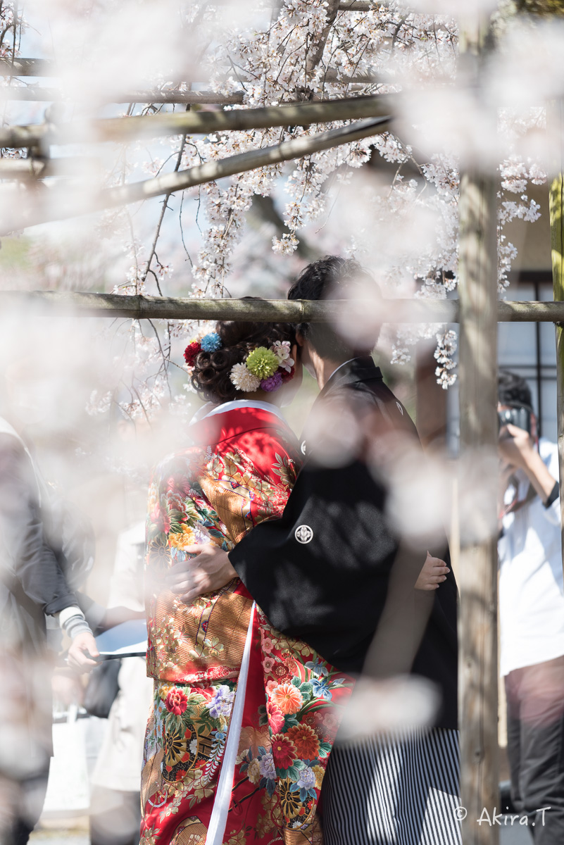 京都の桜 2015　〜渉成園〜_f0152550_121306.jpg