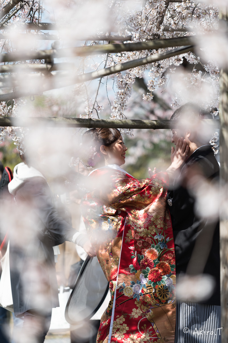 京都の桜 2015　〜渉成園〜_f0152550_12131882.jpg