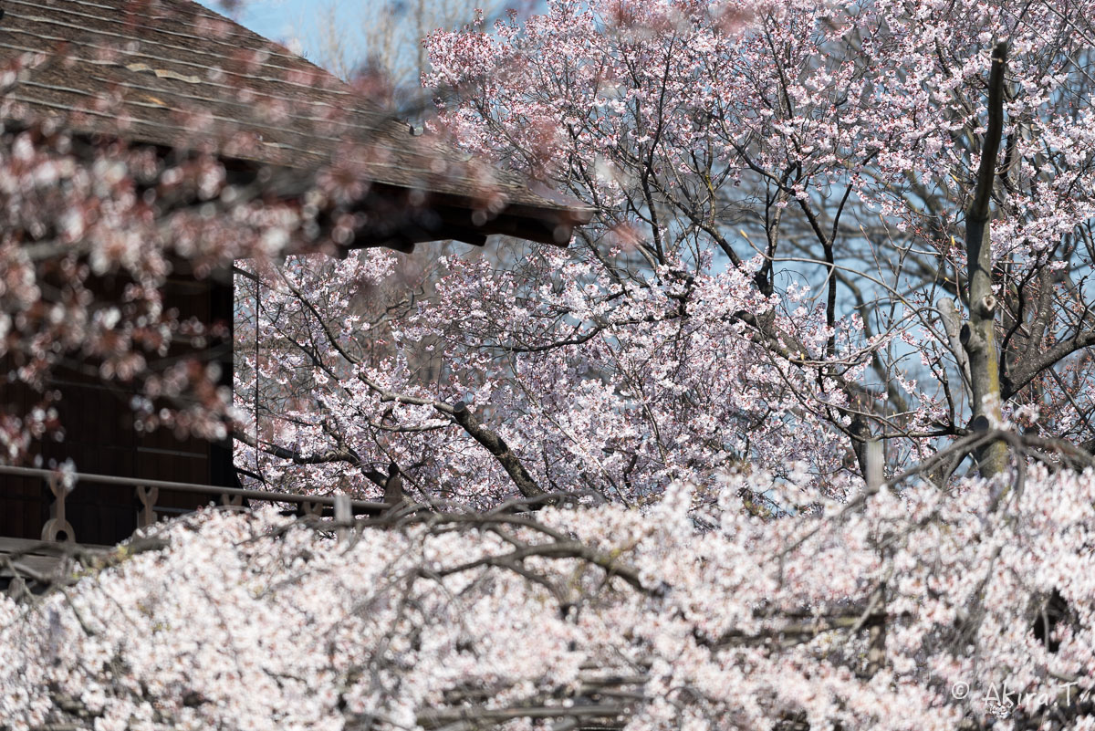 京都の桜 2015　〜渉成園〜_f0152550_12133956.jpg