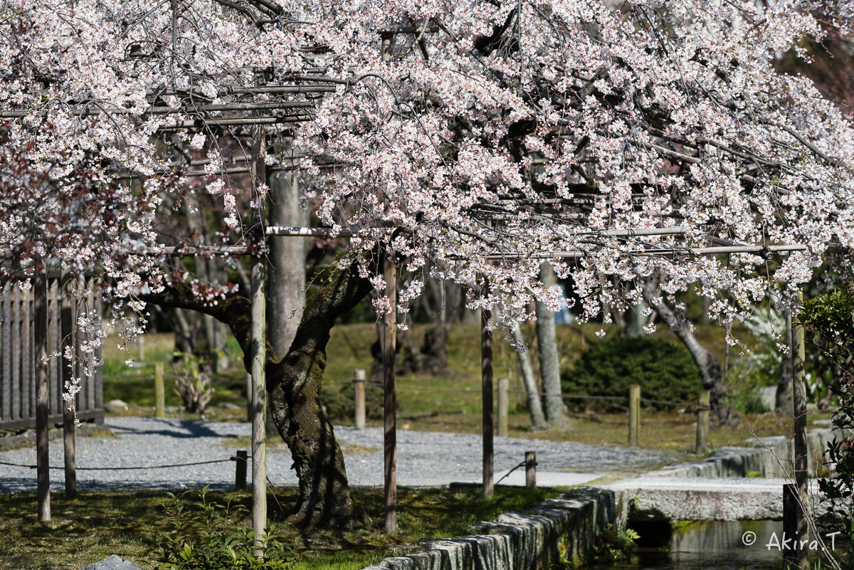 京都の桜 2015　〜渉成園〜_f0152550_12135620.jpg