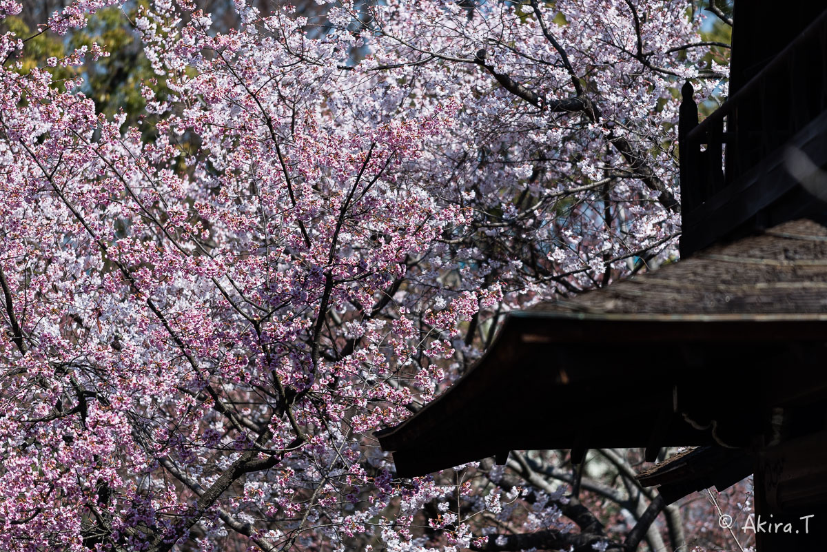 京都の桜 2015　〜渉成園〜_f0152550_12151475.jpg