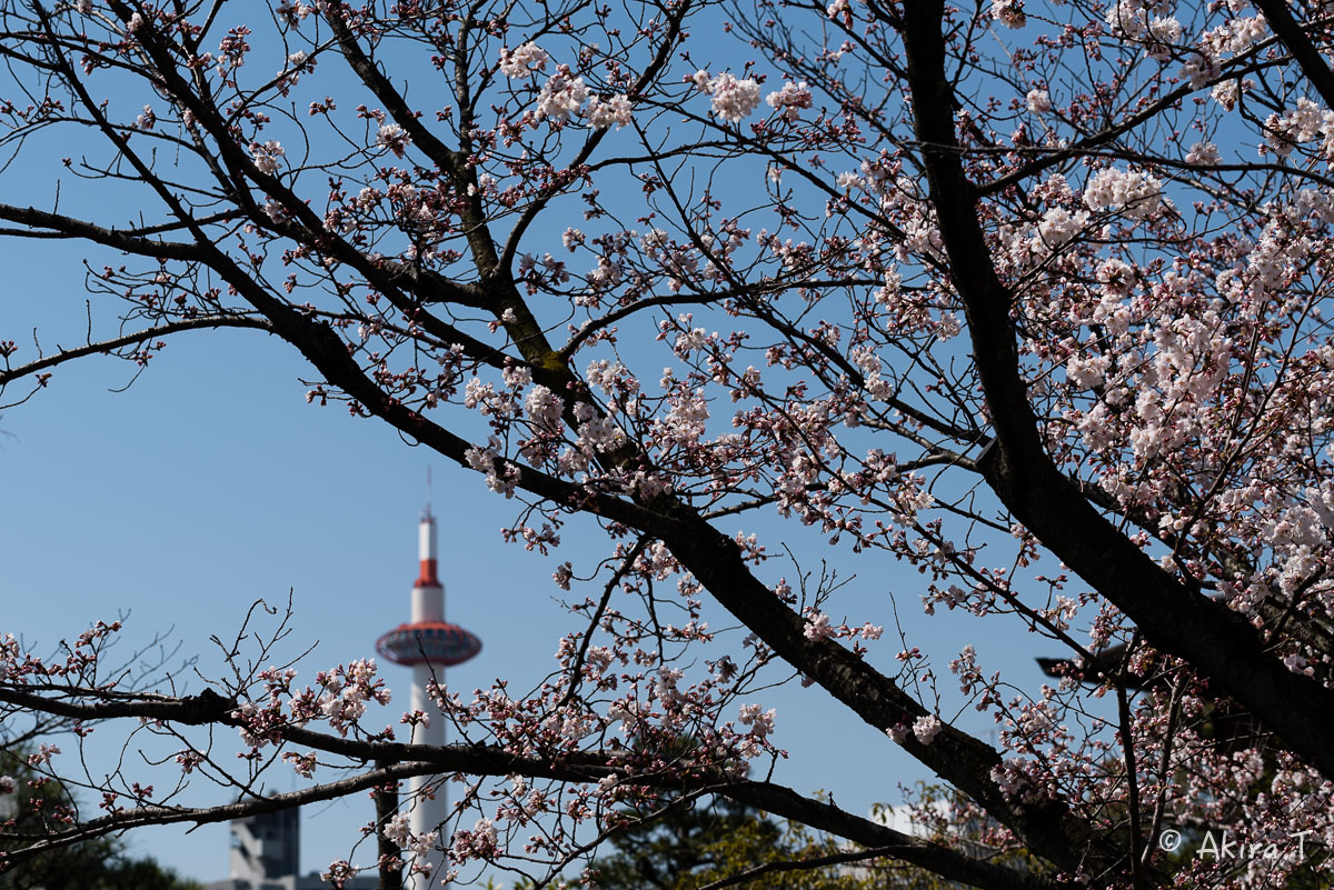 京都の桜 2015　〜渉成園〜_f0152550_12155031.jpg