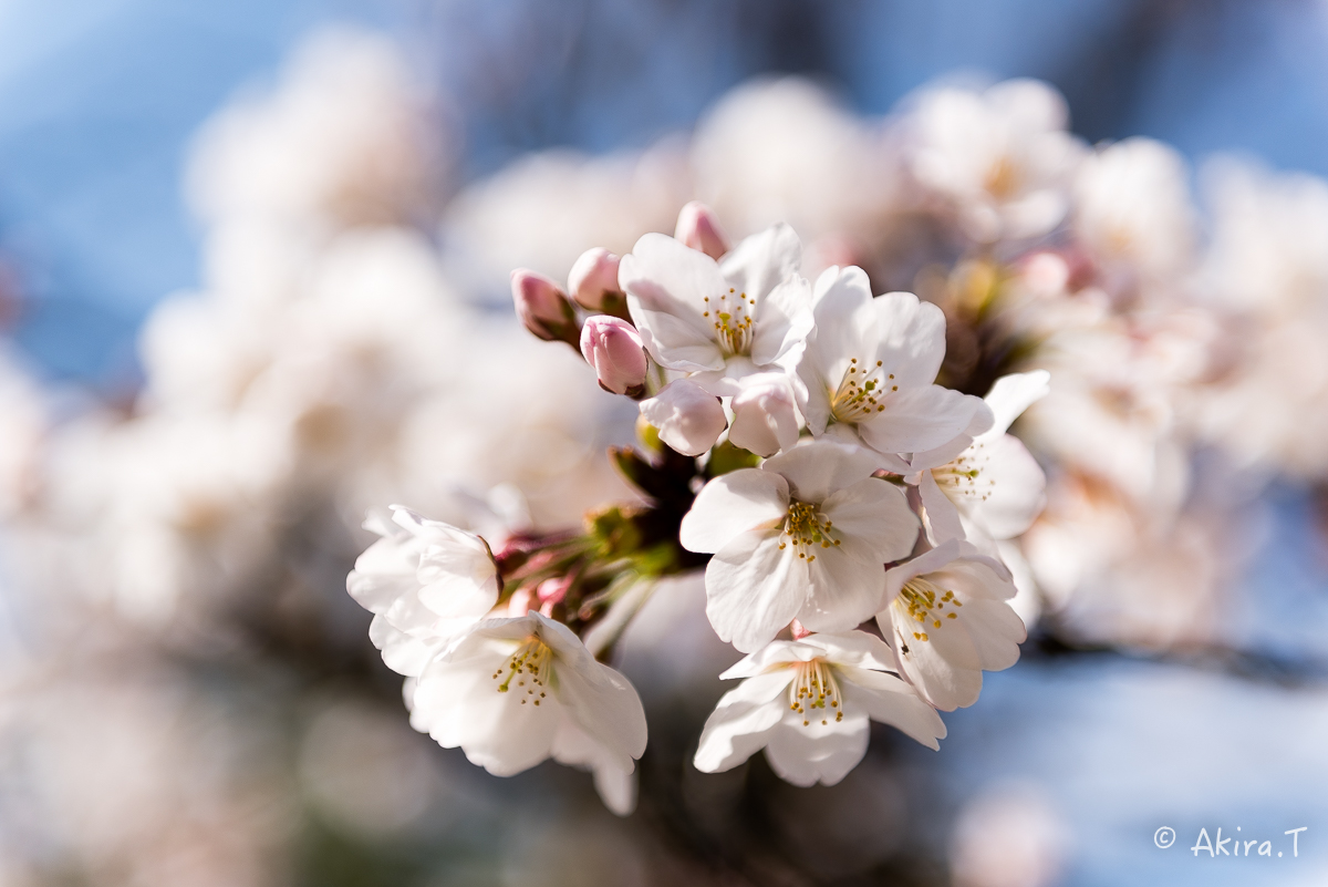 京都の桜 2015　〜渉成園〜_f0152550_1285743.jpg