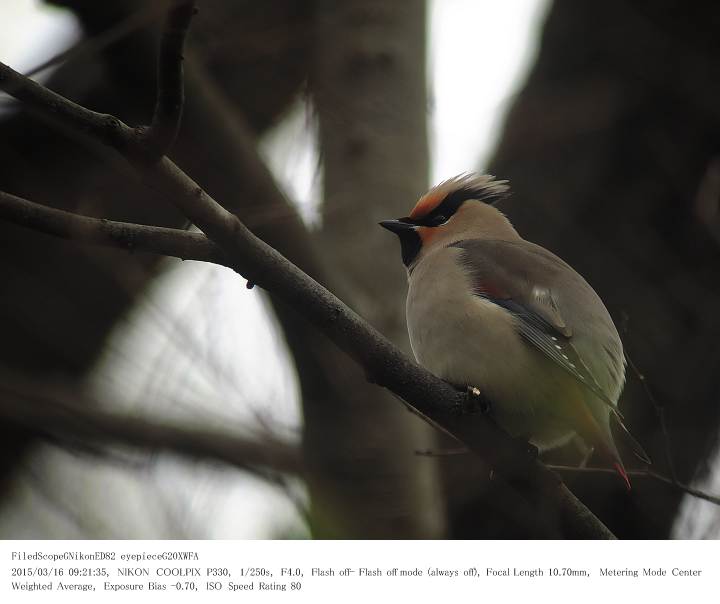 秋ヶ瀬公園・ピクニックの森 2015.3.16(1)_c0062451_1719097.jpg