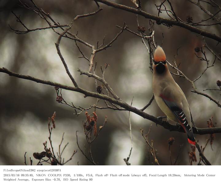 秋ヶ瀬公園・ピクニックの森 2015.3.16(1)_c0062451_17201246.jpg