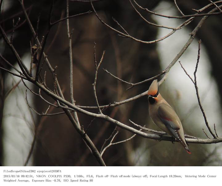 秋ヶ瀬公園・ピクニックの森 2015.3.16(1)_c0062451_1723359.jpg