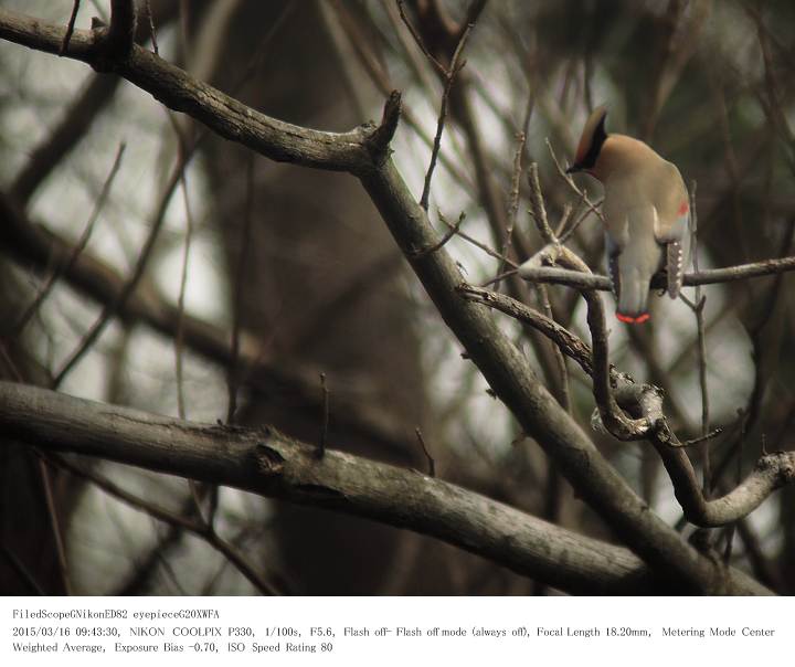 秋ヶ瀬公園・ピクニックの森 2015.3.16(1)_c0062451_1724431.jpg