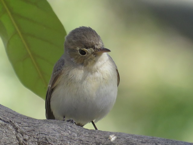オジロビタキ_b0227552_15165282.jpg