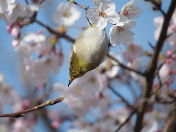 3月29日のお花見_c0294553_18460708.jpg