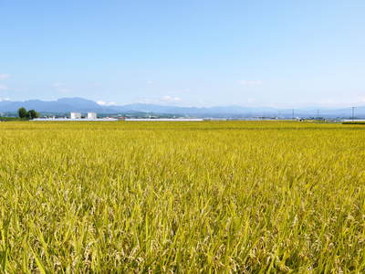七城米 長尾農園 「天地返し」で深くまで強い根をはる田んぼ作り!_a0254656_18555314.jpg