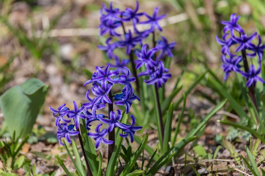 子供の森は花盛り_f0044056_07443544.jpg