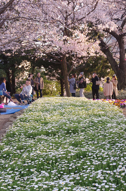 王子・飛鳥山公園　　今季の花見シーズンは短い？_c0080357_1135207.jpg