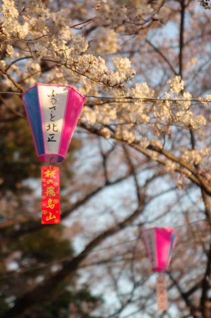 王子・飛鳥山公園　　今季の花見シーズンは短い？_c0080357_11353042.jpg