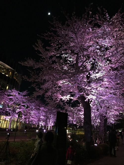 夜桜です_b0093660_1795568.jpg