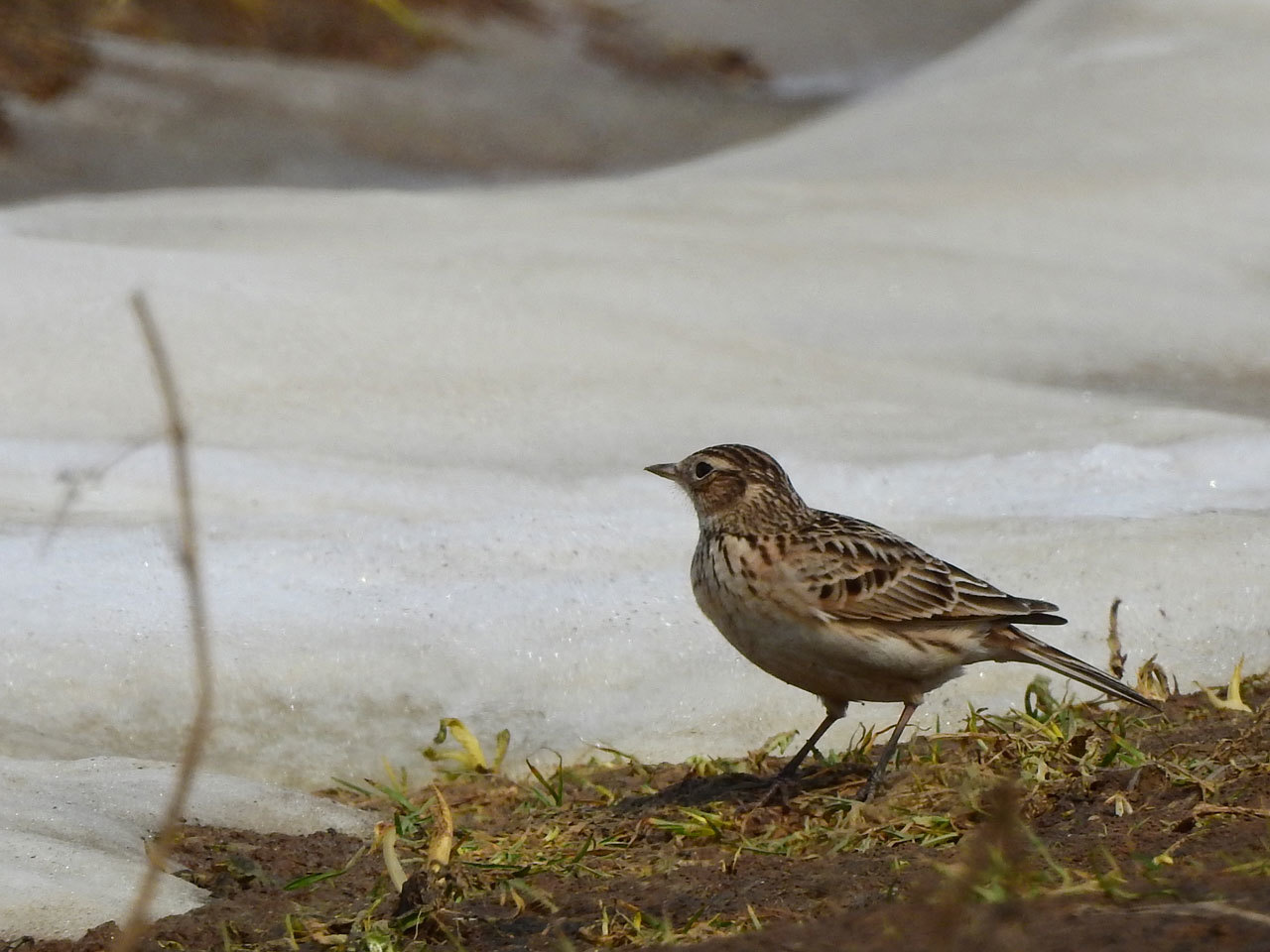 探鳥：ベニヒワ、ヒバリ_c0136361_21370175.jpg