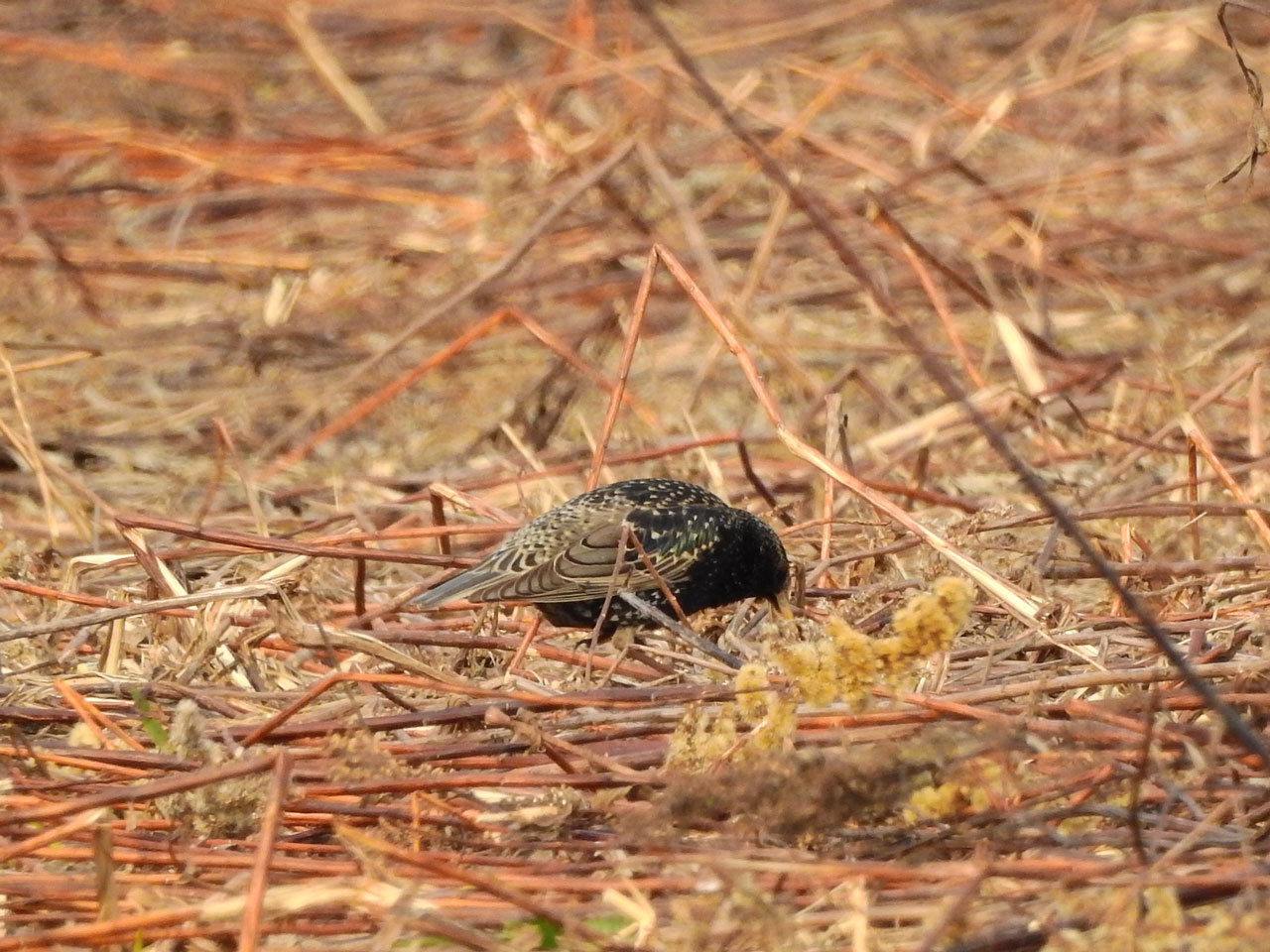 探鳥：ベニヒワ、ヒバリ_c0136361_21371484.jpg