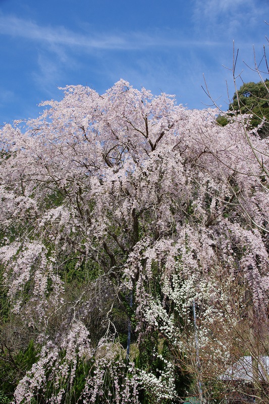 大井川沿いの桜、探訪してきました_b0110263_23402914.jpg