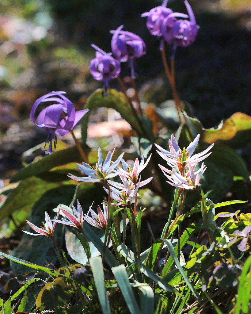 カタクリの里で他の花＆おまけの大室公園で_c0305565_18072988.jpg