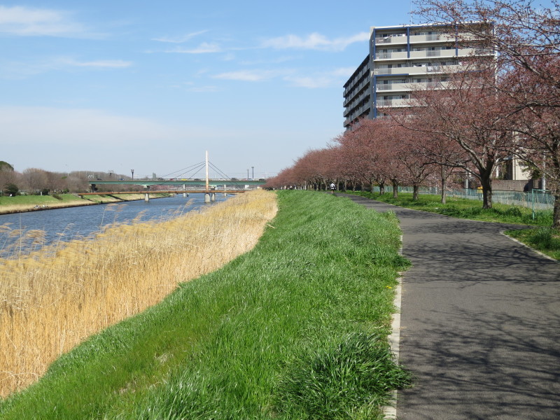 新川の桜　八千代市　3分咲き　2015年3月29日_e0117266_14372755.jpg