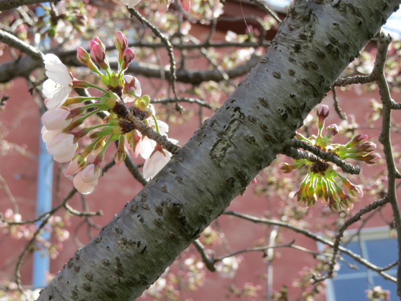 新川の桜　八千代市　3分咲き　2015年3月29日_e0117266_14451286.jpg