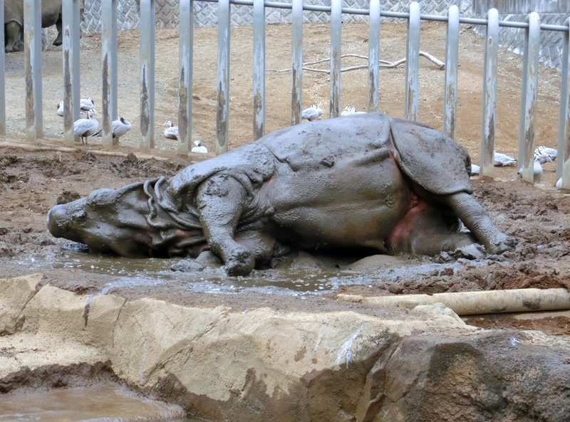 多摩動物園のインドサイたち 15 03 21 ごきげんよう 犀たち 多摩動物園のインドサイたち 15 03 21 ごきげんよう 犀たち