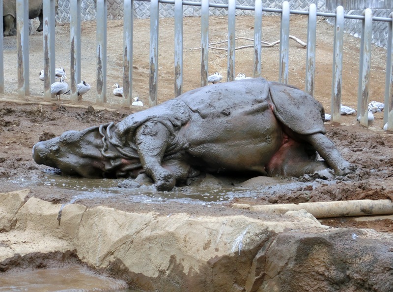 多摩動物園のインドサイたち 2015.03.21_e0266067_23310587.jpg