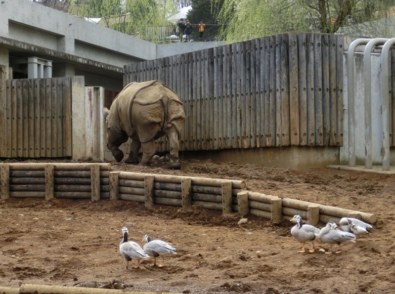 多摩動物園のインドサイたち 2015.03.21_e0266067_23414824.jpg