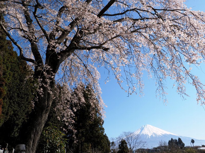 富士宮　富士山と桜を　１_a0330871_08234115.jpg