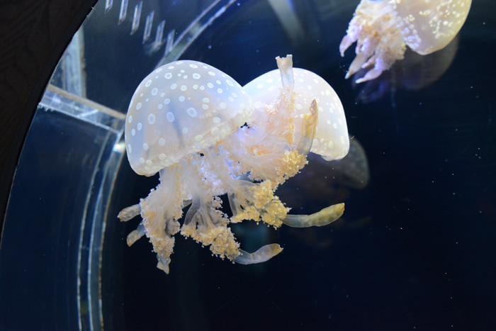 京都に水族館があったなんて知らなかった!京都水族館写真_e0171573_13282496.jpg