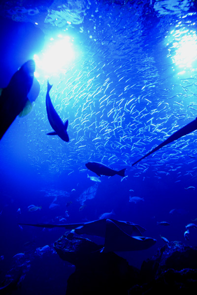 京都に水族館があったなんて知らなかった!京都水族館写真_e0171573_13285145.jpg