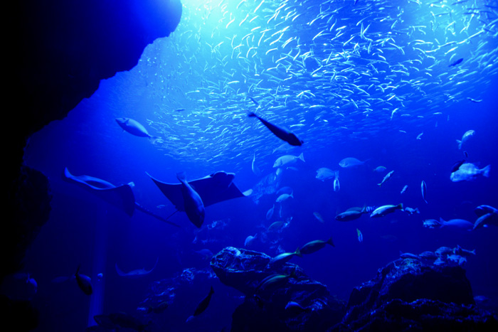 京都に水族館があったなんて知らなかった!京都水族館写真_e0171573_13285528.jpg