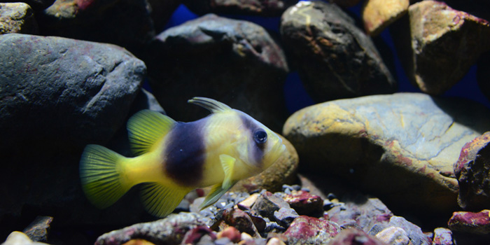 京都に水族館があったなんて知らなかった!京都水族館写真_e0171573_13293677.jpg
