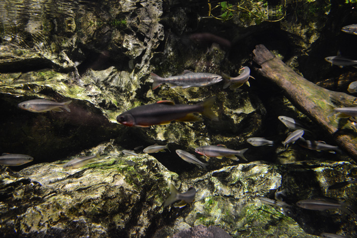 京都に水族館があったなんて知らなかった!京都水族館写真_e0171573_13294010.jpg