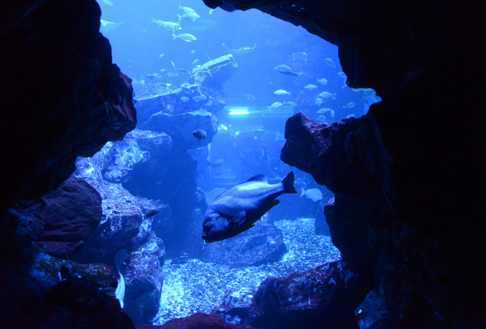 京都に水族館があったなんて知らなかった!京都水族館写真_e0171573_1329449.jpg
