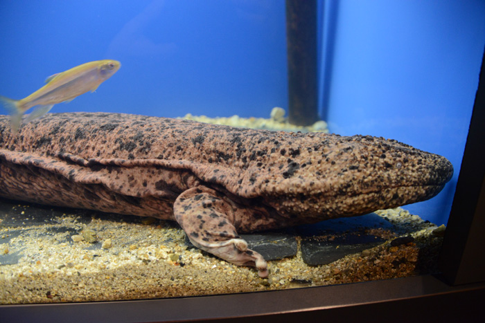 京都に水族館があったなんて知らなかった!京都水族館写真_e0171573_1329929.jpg
