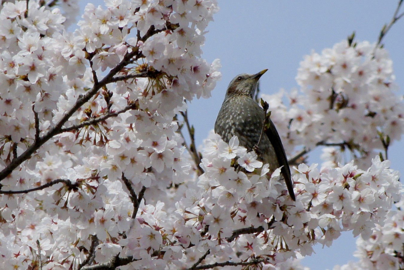 桜とヒヨドリ_b0132475_113578.jpg