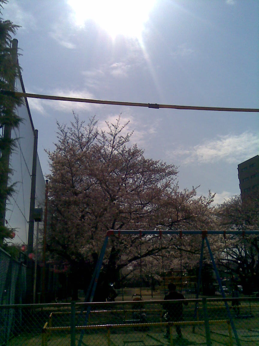 明日、朝霞の桜は絶頂を迎える_d0061678_22184211.jpg