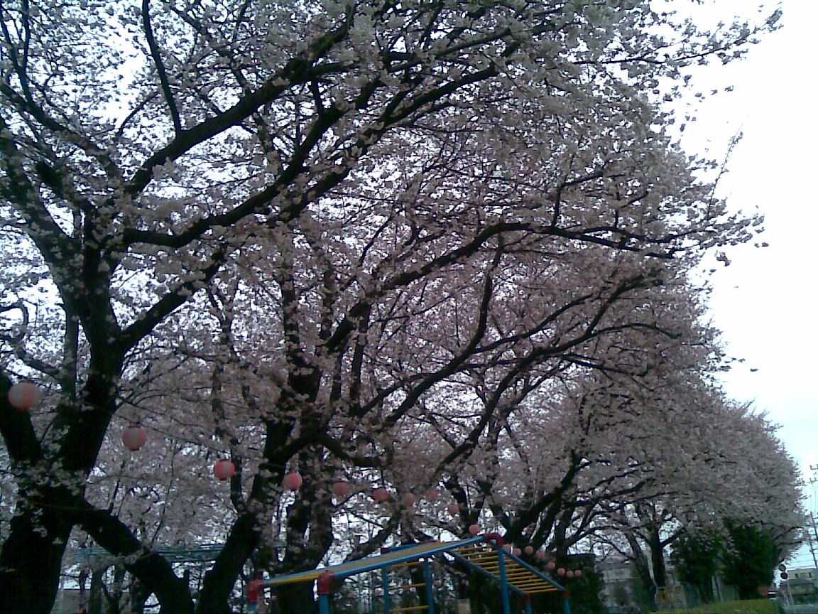 明日、朝霞の桜は絶頂を迎える_d0061678_2221423.jpg