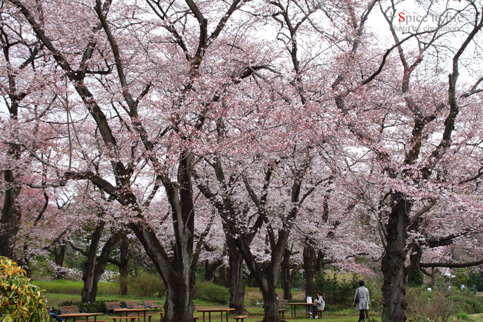 桜便り＃1_f0326278_22515914.jpg