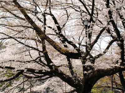 武蔵野周辺桜開花情報とお花見ファッションの秘訣_e0122680_1311554.jpg