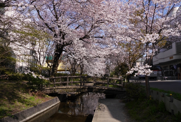 二ヶ領用水の桜_a0248481_2033769.jpg