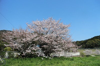 桜の様子を見に行く_d0156186_2044781.jpg