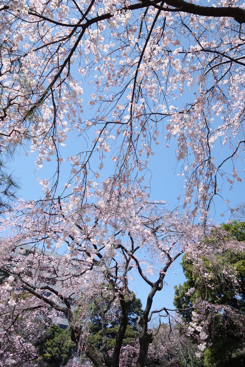 小石川後楽園_a0110787_1230186.jpg