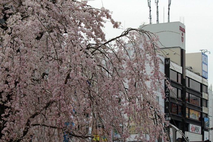 上野の桜2015_a0127090_2022289.jpg