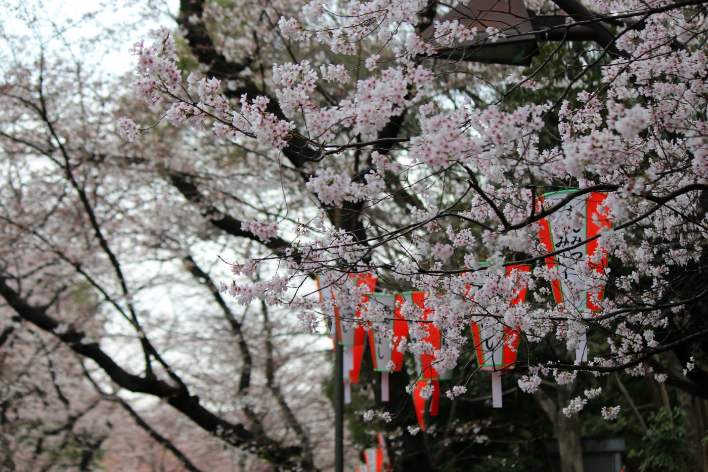 上野の桜2015_a0127090_20234620.jpg