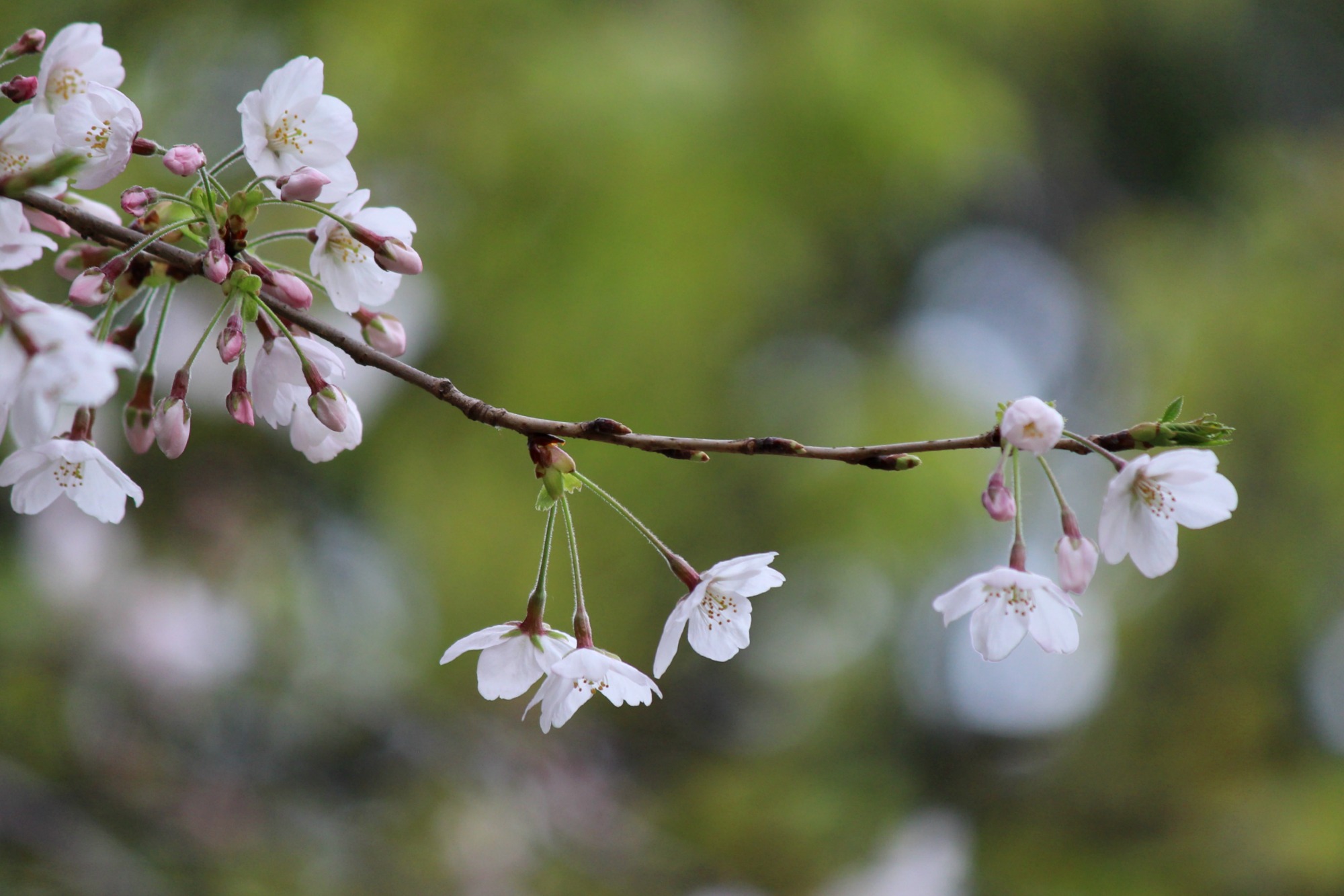 上野の桜2015_a0127090_20245072.jpg