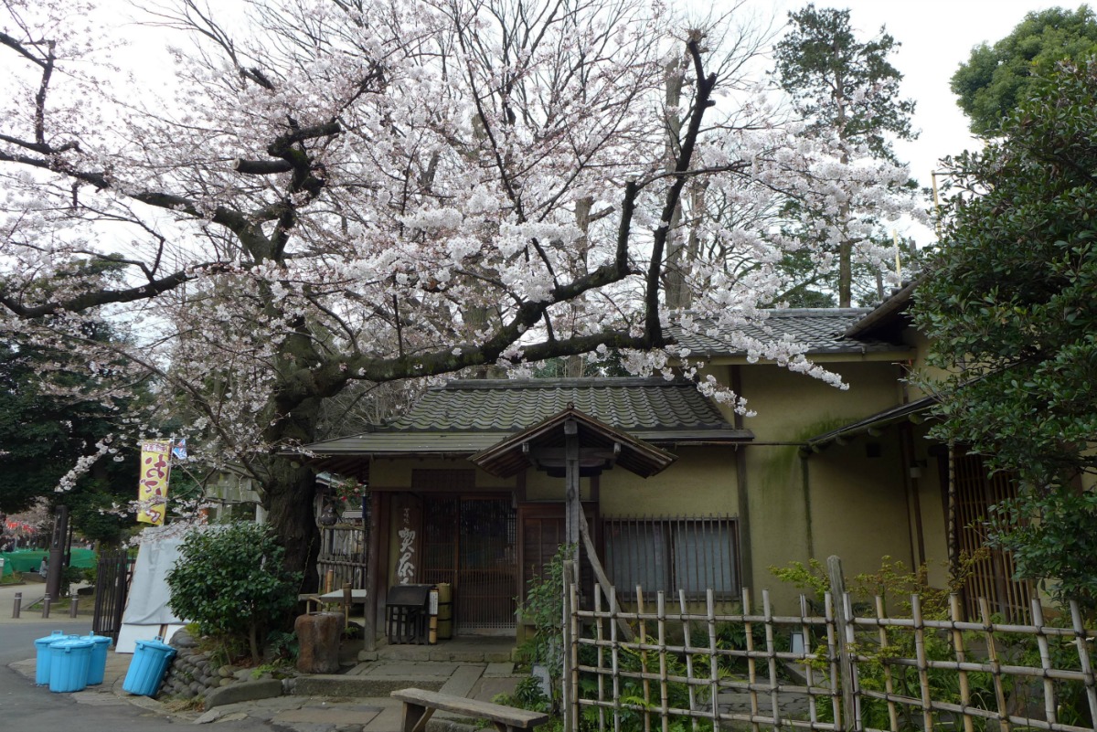 上野の桜2015_a0127090_2027771.jpg